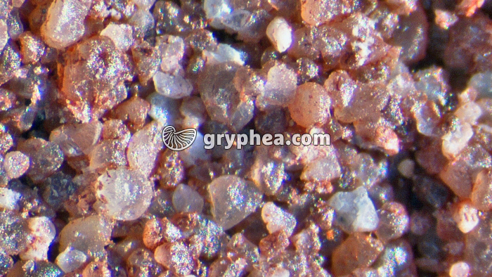 Grès vue macroscopique x15 - gryphea.com